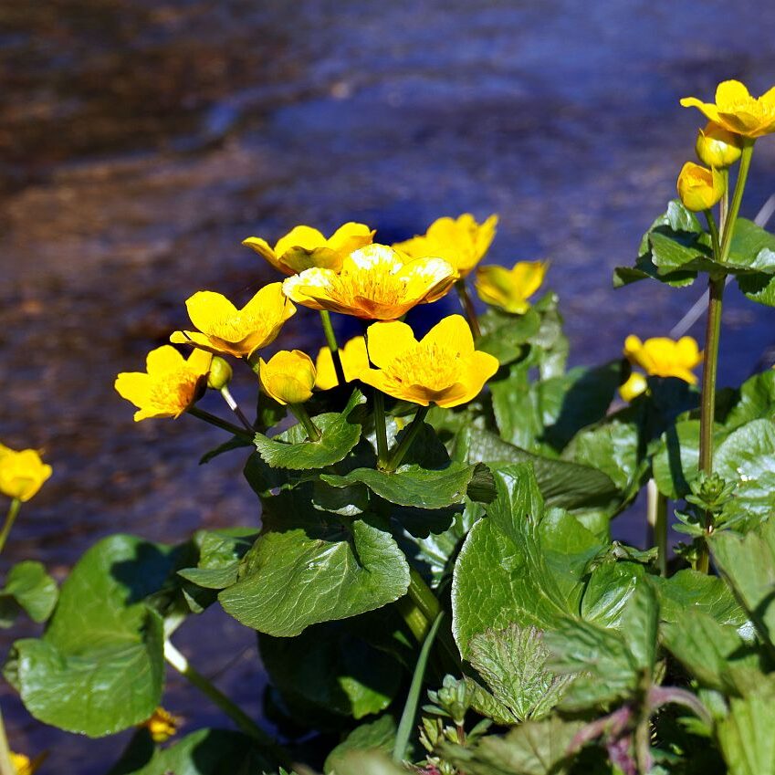 Blumen im Eichbachtal 12