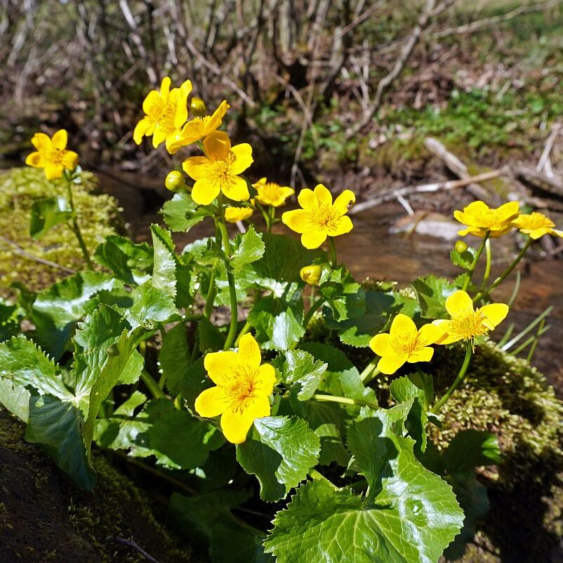 Blumen im Eichbachtal 13