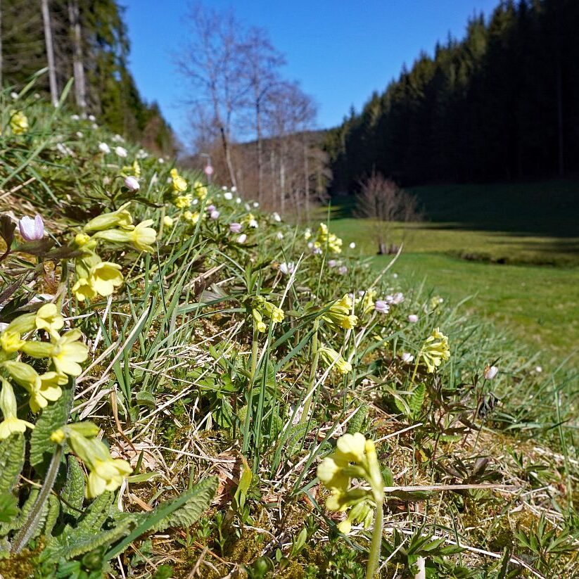 Blumen im Eichbachtal 20
