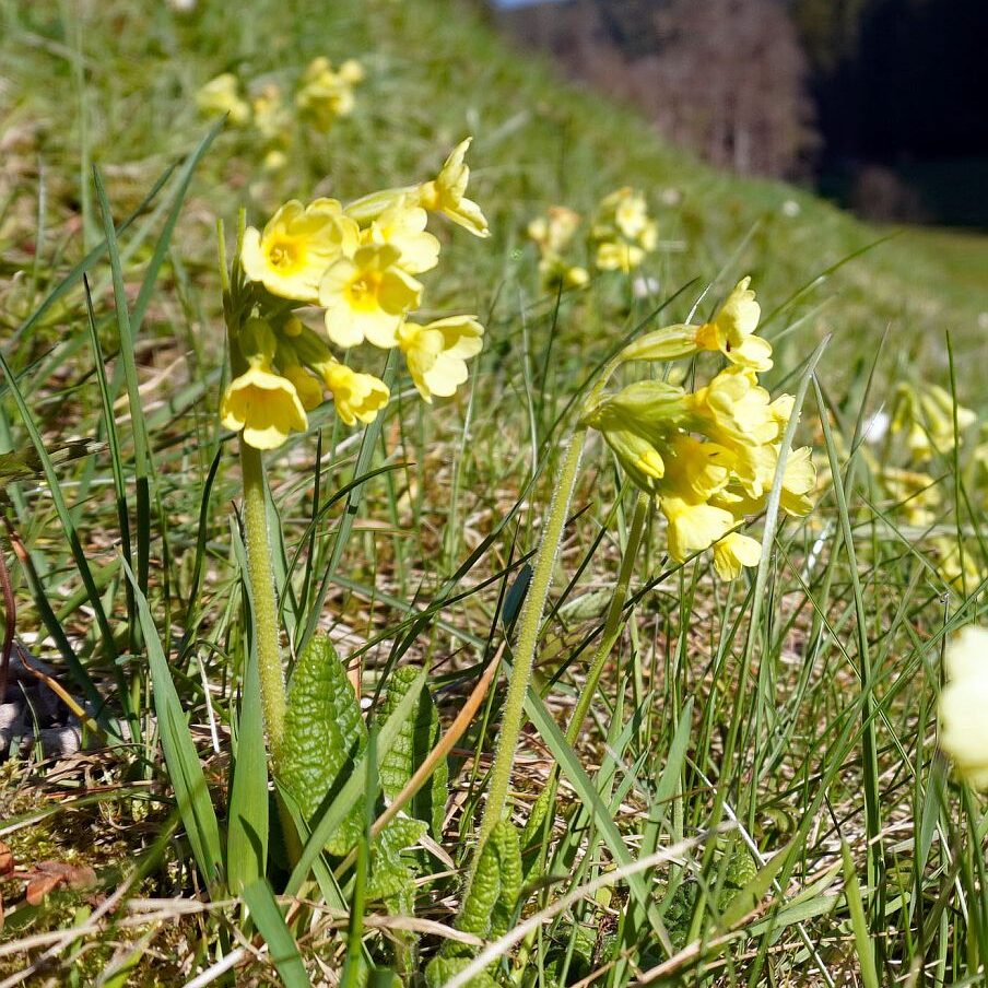 Blumen im Eichbachtal 21