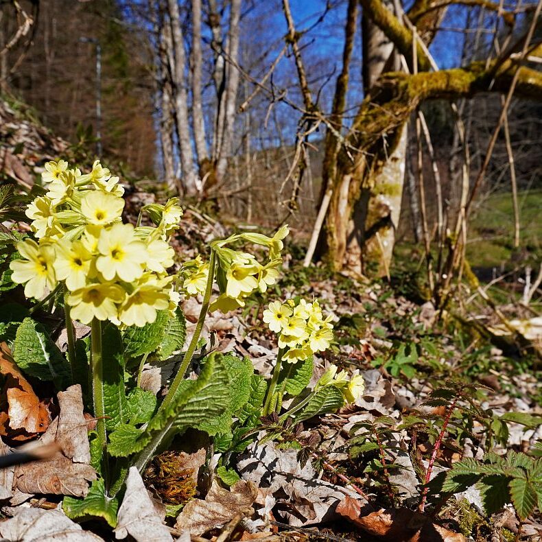 Blumen im Eichbachtal 22