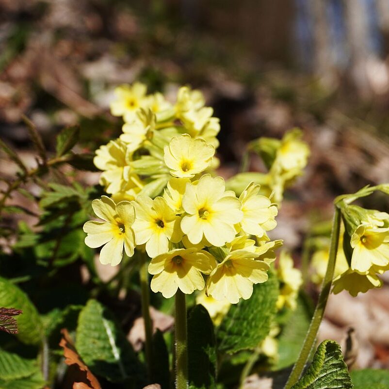 Blumen im Eichbachtal 23