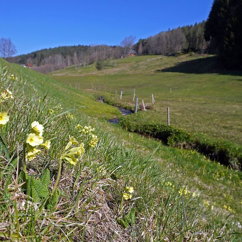 Blumen im Eichbachtal 24