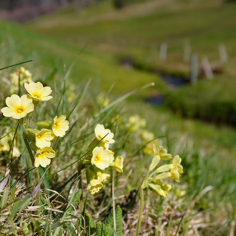 Blumen im Eichbachtal 25