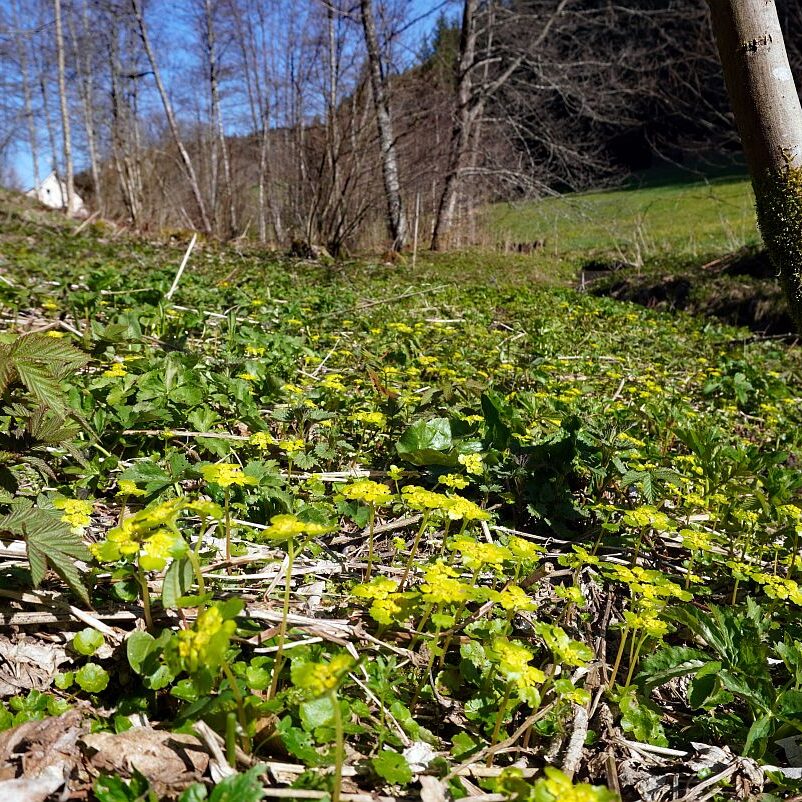 Blumen im Eichbachtal 30