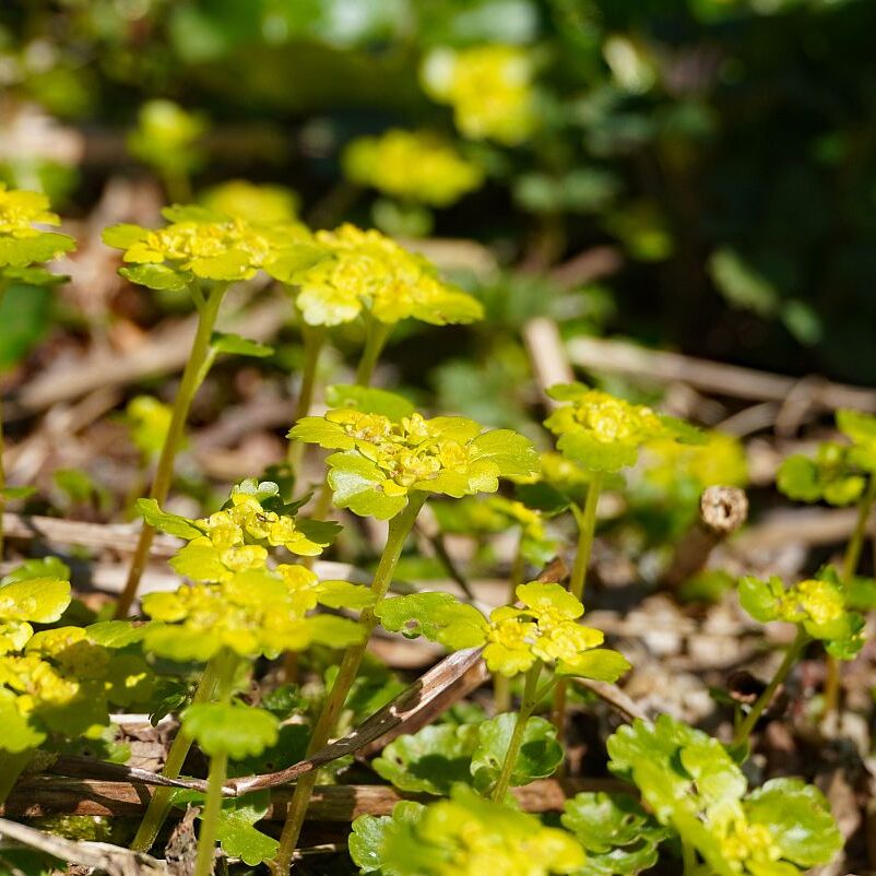 Blumen im Eichbachtal 31