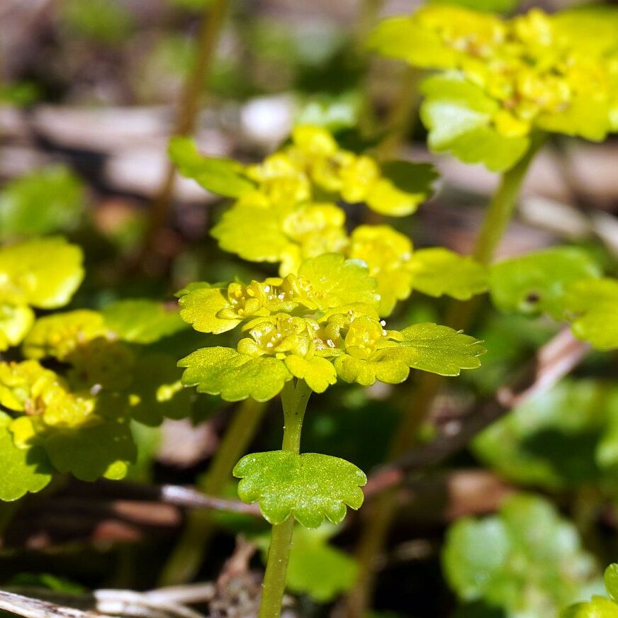 Blumen im Eichbachtal 32