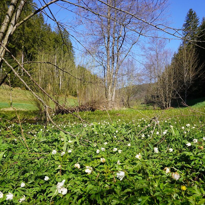Blumen im Eichbachtal 40