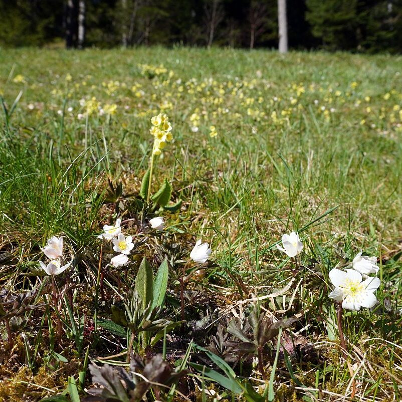 Blumen im Eichbachtal 41