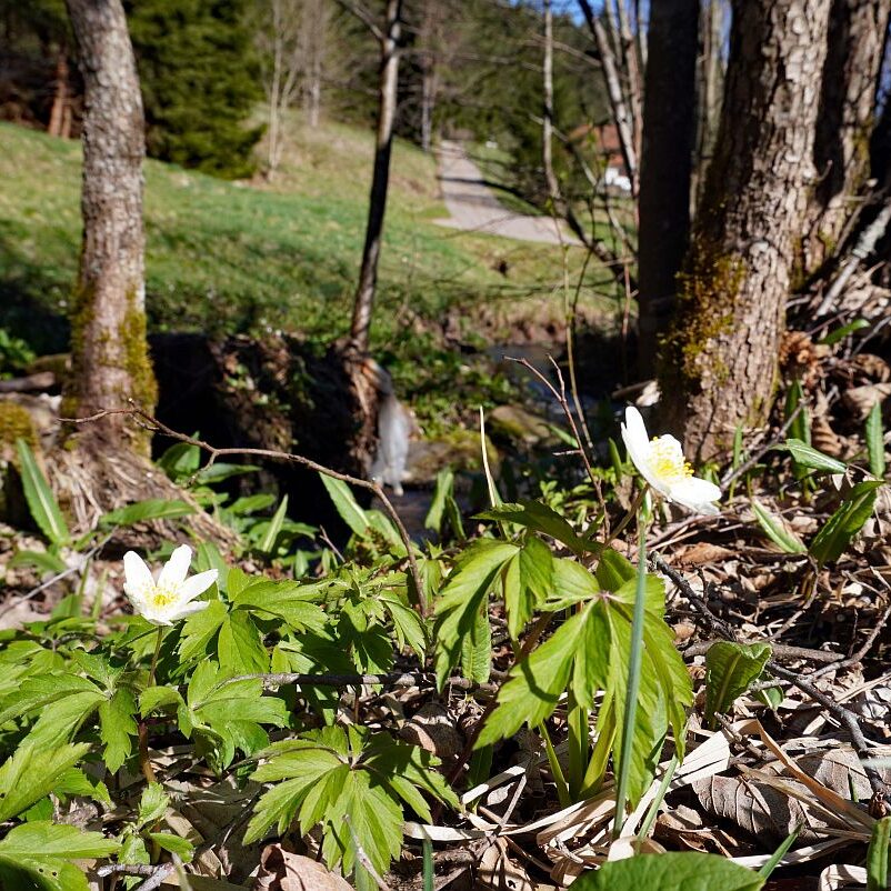 Blumen im Eichbachtal 42