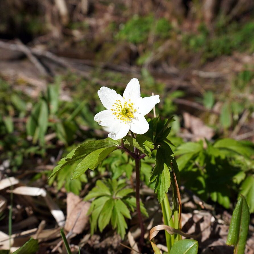 Blumen im Eichbachtal 43