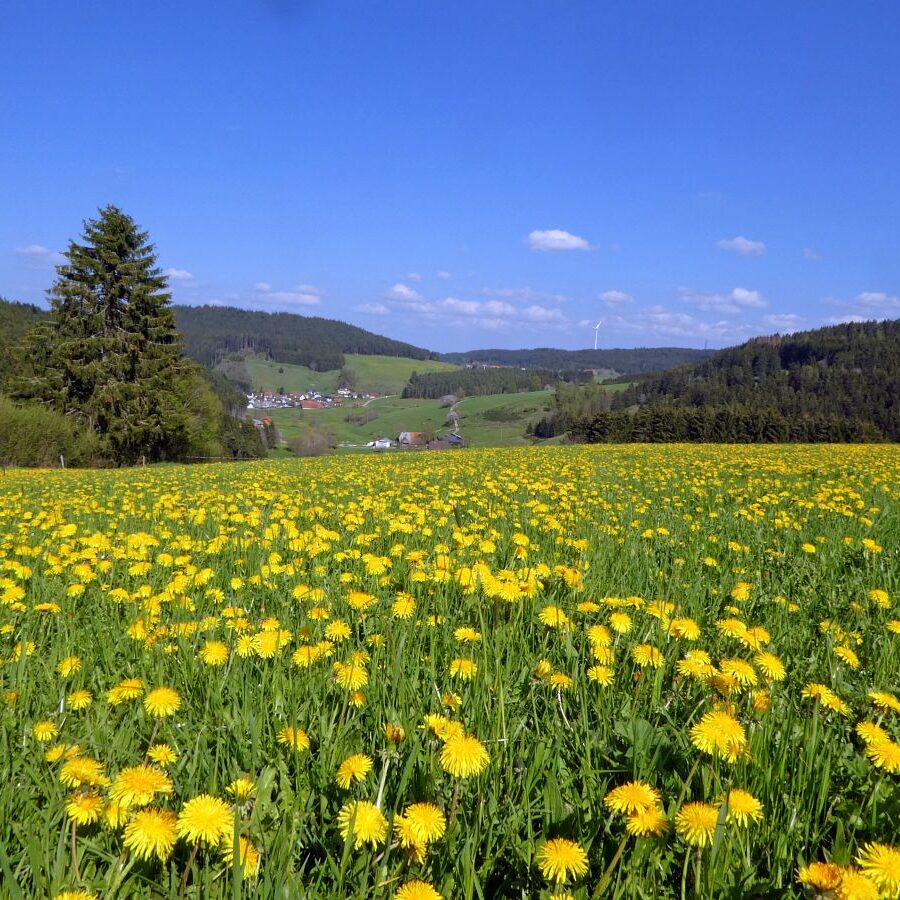 Sommerbergrunde Tennenbronn 13