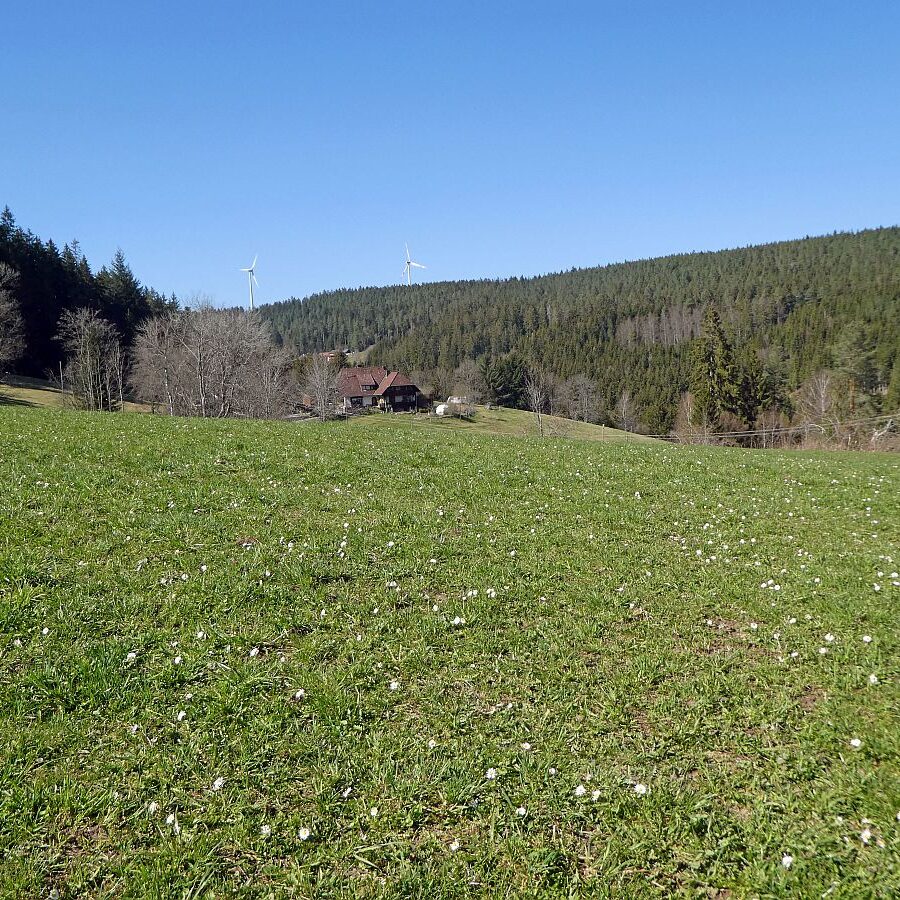 Sommerbergrunde Tennenbronn 14