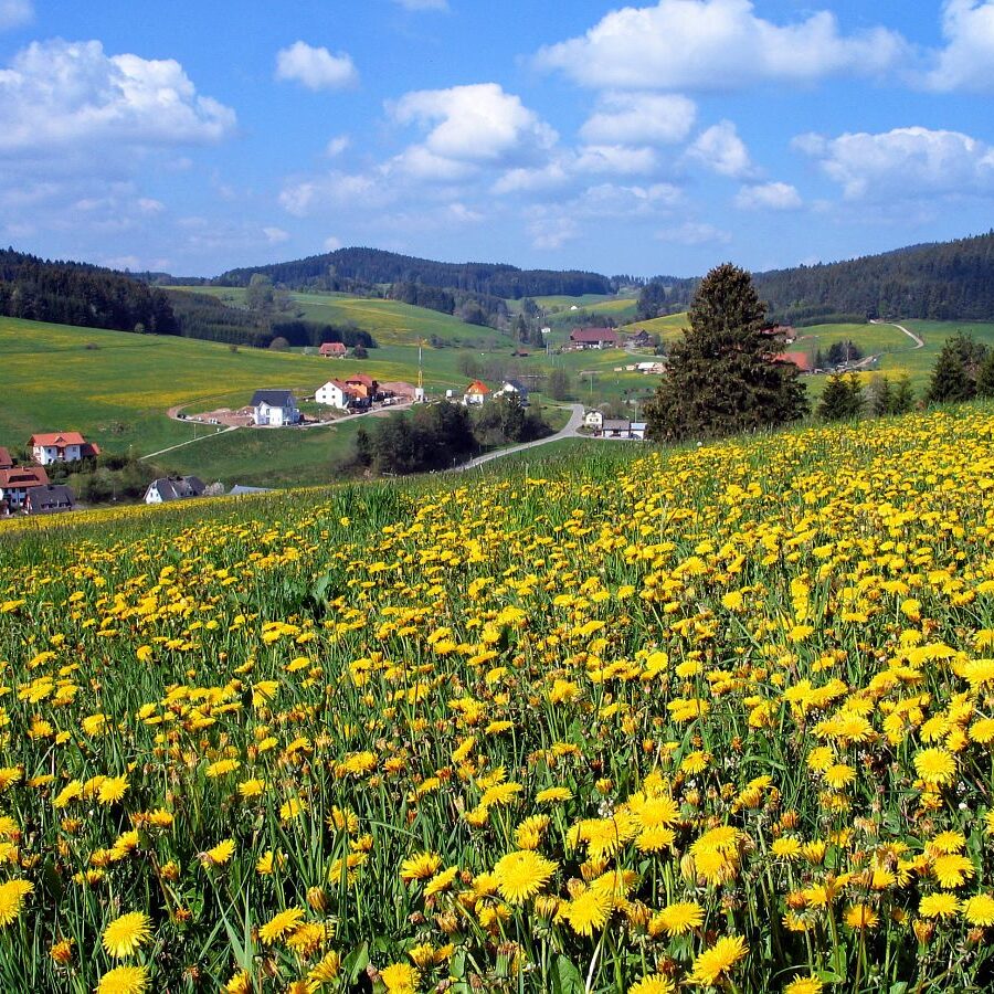 Sommerbergrunde Tennenbronn 4a