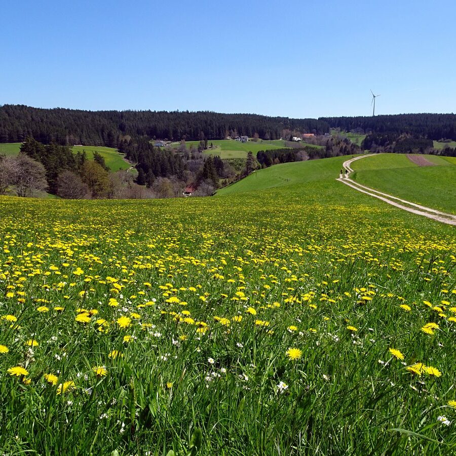 Sommerbergrunde Tennenbronn 5