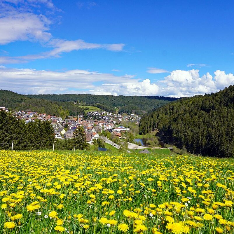 01 Loewenzahnbluete 2021 in Tennenbronn 2