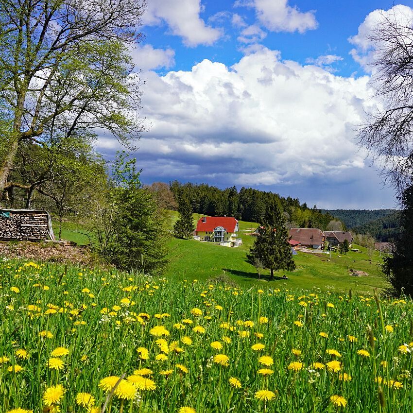 02 Loewenzahnbluete 2021 in Tennenbronn 8