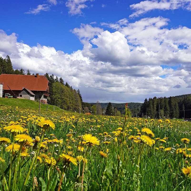 03 Loewenzahnbluete 2021 in Tennenbronn 9