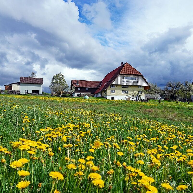 05 Loewenzahnbluete 2021 in Tennenbronn 12