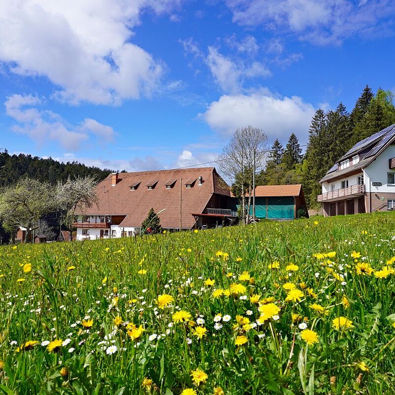 06 Loewenzahnbluete 2021 in Tennenbronn 23