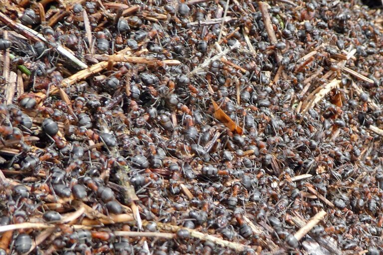 Ameisen im Fruehjahr beim Bauen 5