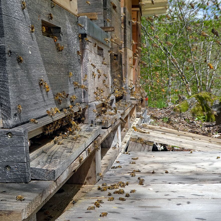 Bienen im Fruehjahr 2021 1