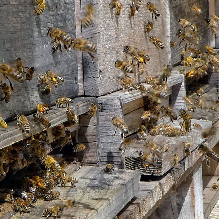 Bienen im Fruehjahr 2021 2