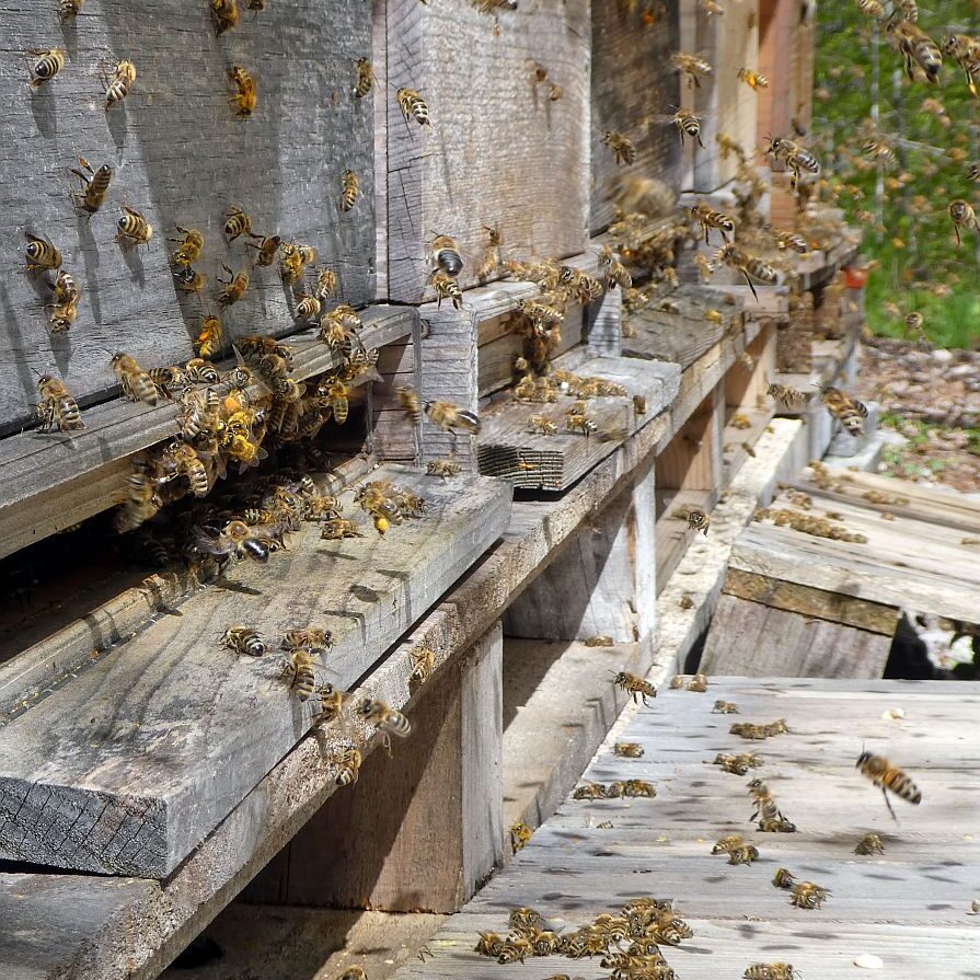Bienen im Fruehjahr 2021 3