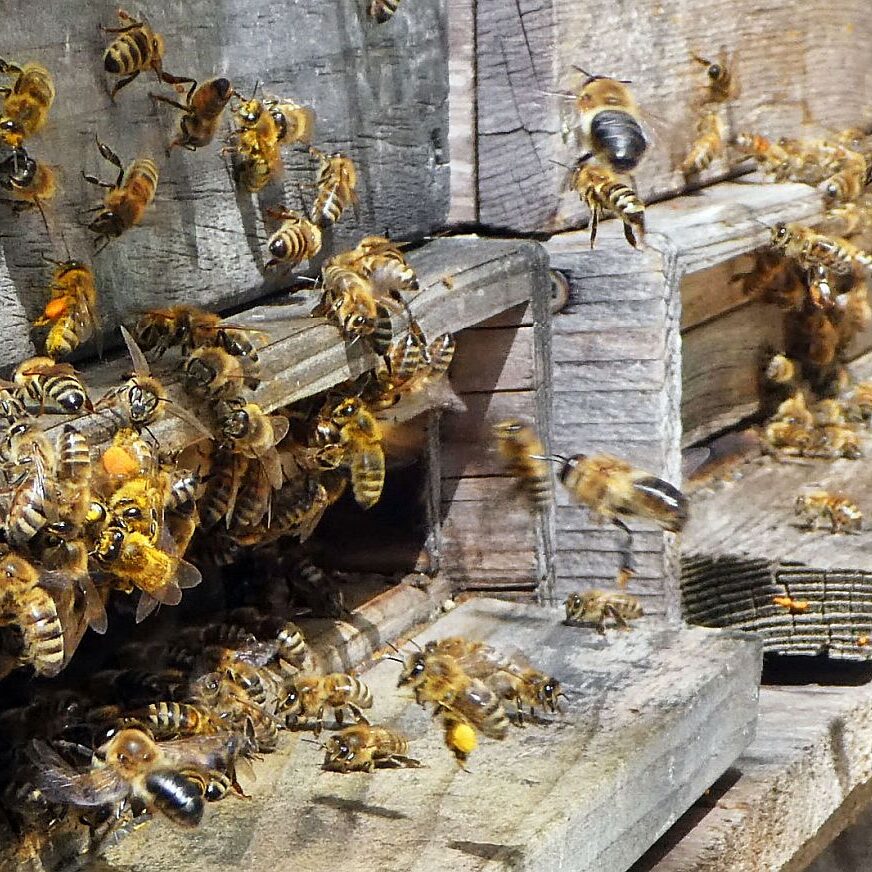Bienen im Fruehjahr 2021 4