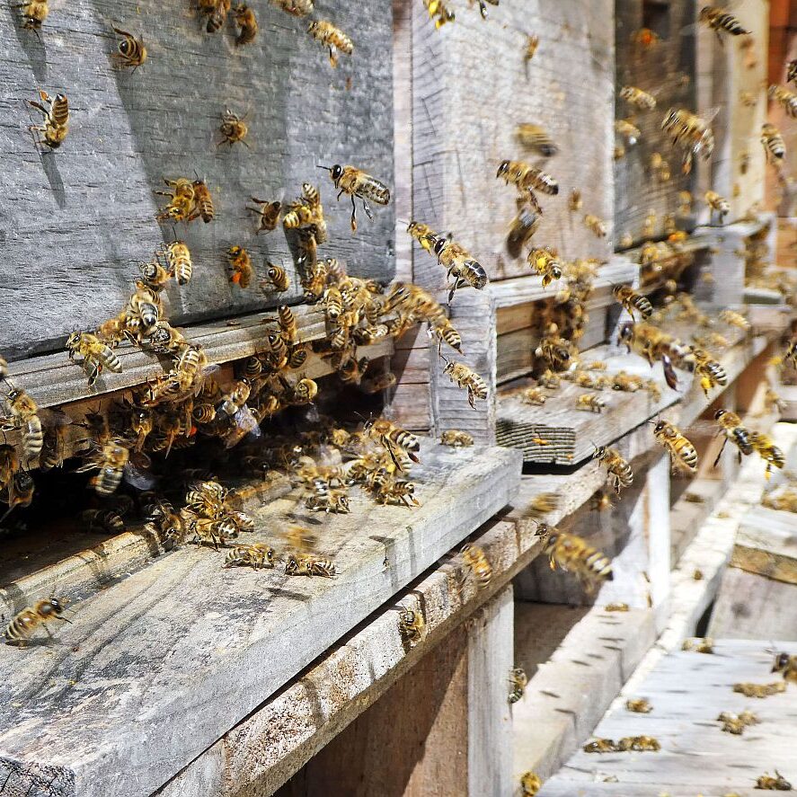 Bienen im Fruehjahr 2021 5