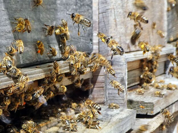 Bienen im Fruehjahr 2021 6