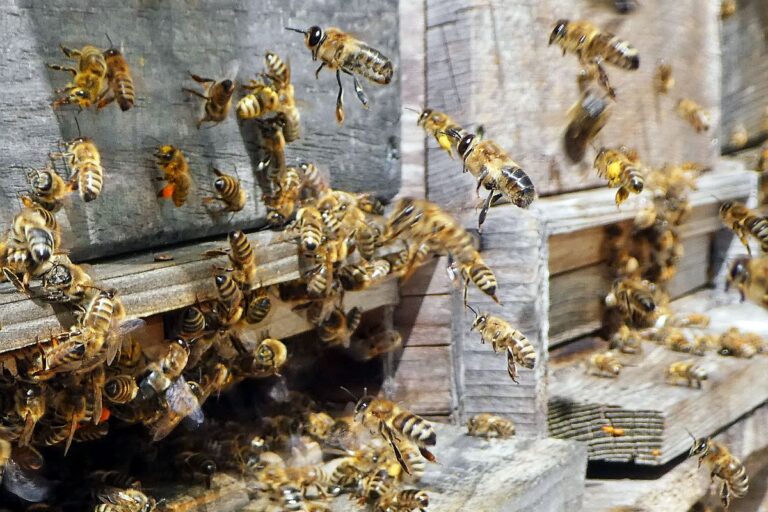 Bienen im Fruehjahr 2021 6