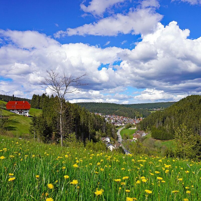 Loewenzahnbluete 2021 in Tennenbronn 04 11