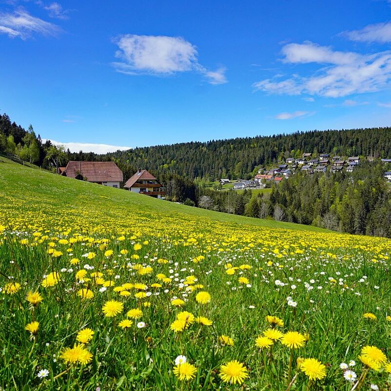 Loewenzahnbluete 2021 in Tennenbronn 1