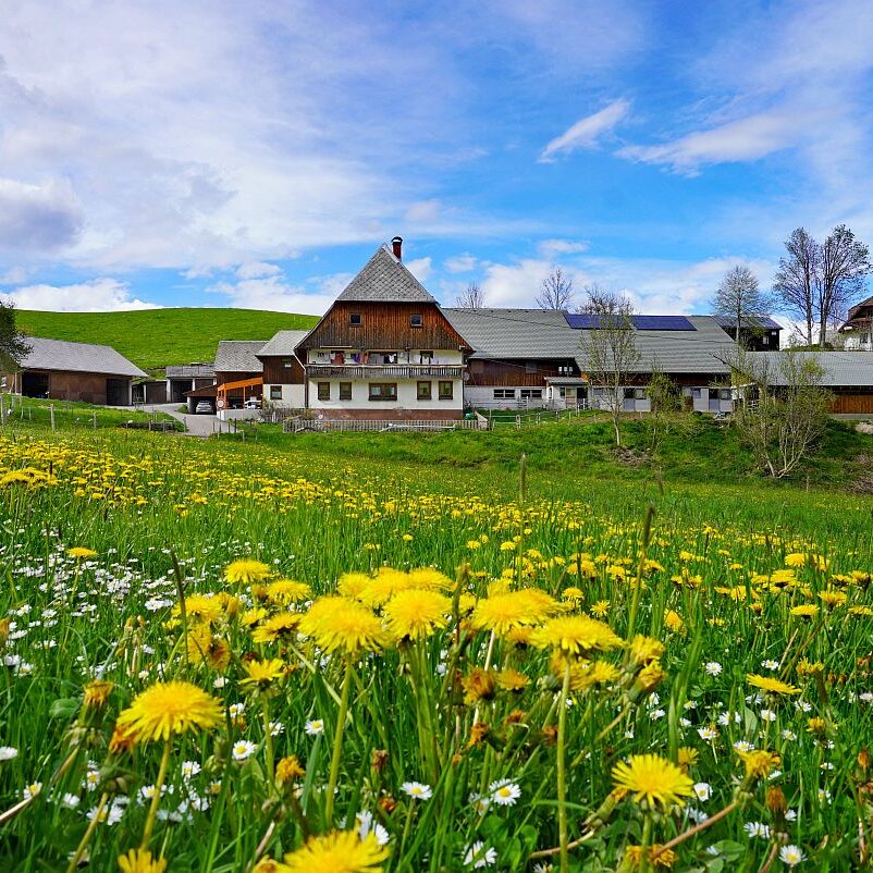 Loewenzahnbluete 2021 in Tennenbronn 14