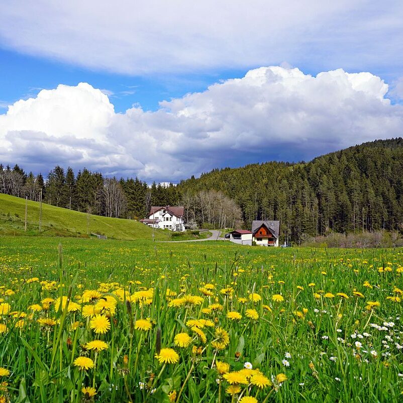 Loewenzahnbluete 2021 in Tennenbronn 15