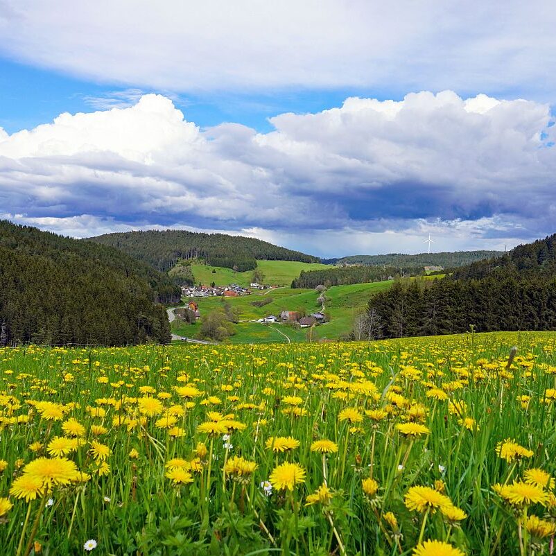 Loewenzahnbluete 2021 in Tennenbronn 16