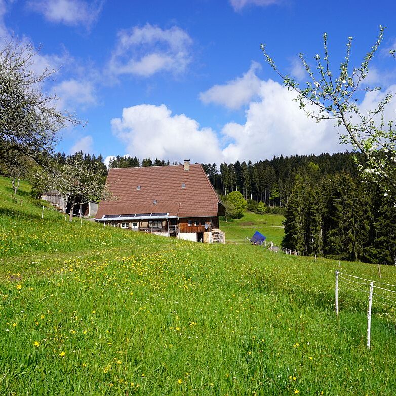Loewenzahnbluete 2021 in Tennenbronn 17