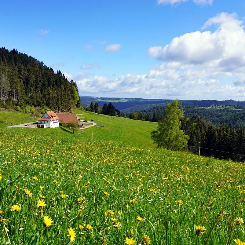 Loewenzahnbluete 2021 in Tennenbronn 18