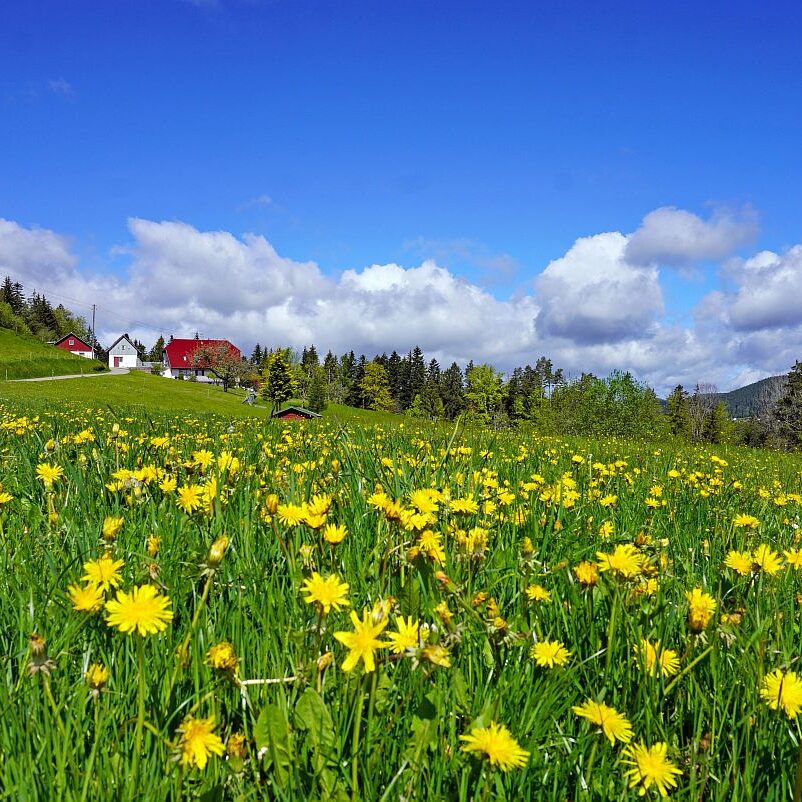 Loewenzahnbluete 2021 in Tennenbronn 19