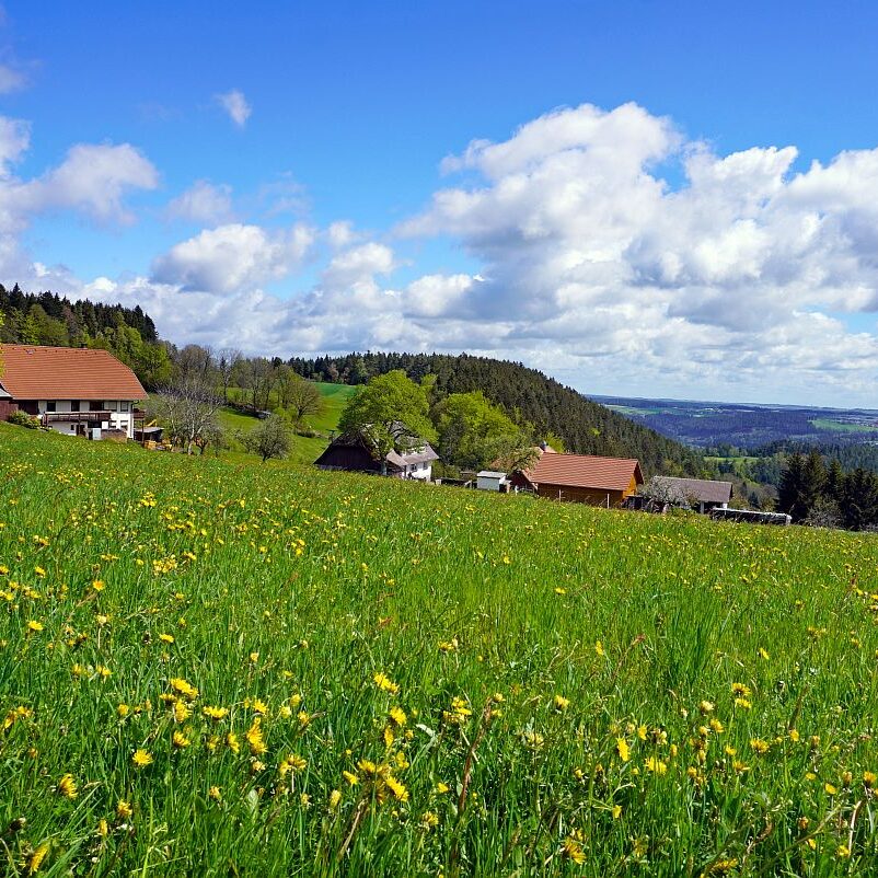 Loewenzahnbluete 2021 in Tennenbronn 20