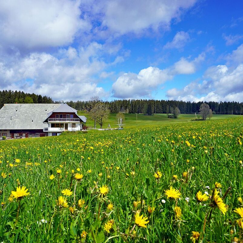 Loewenzahnbluete 2021 in Tennenbronn 21