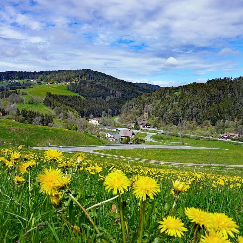 Loewenzahnbluete 2021 in Tennenbronn 24