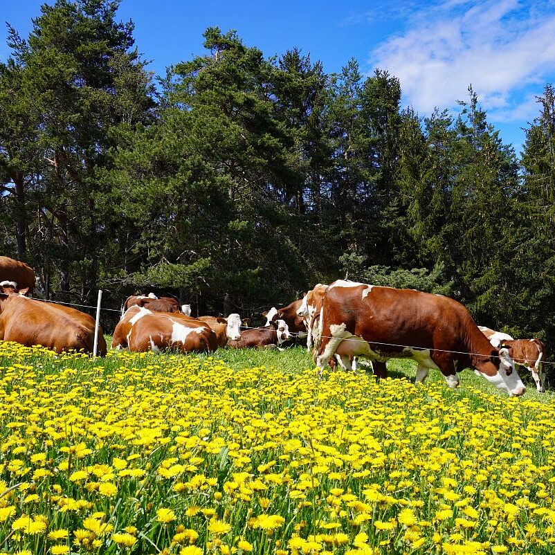 Loewenzahnbluete 2021 in Tennenbronn 3