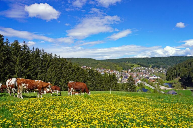 Loewenzahnbluete 2021 in Tennenbronn 4