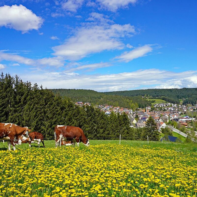 Loewenzahnbluete 2021 in Tennenbronn 4