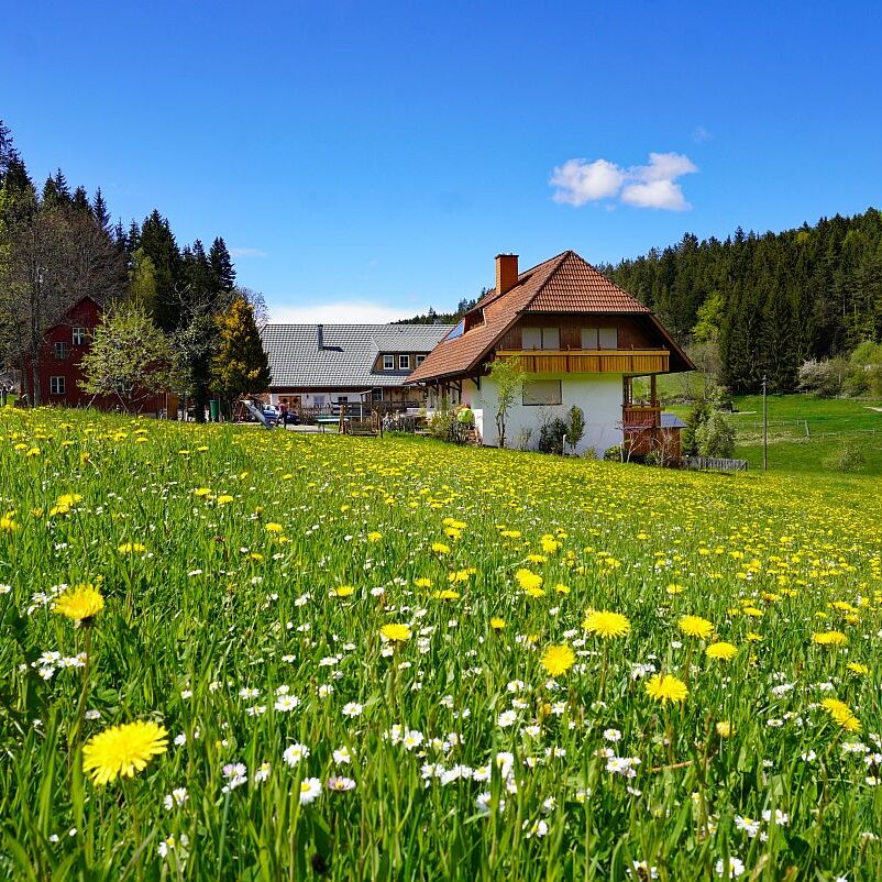 Loewenzahnbluete 2021 in Tennenbronn 6