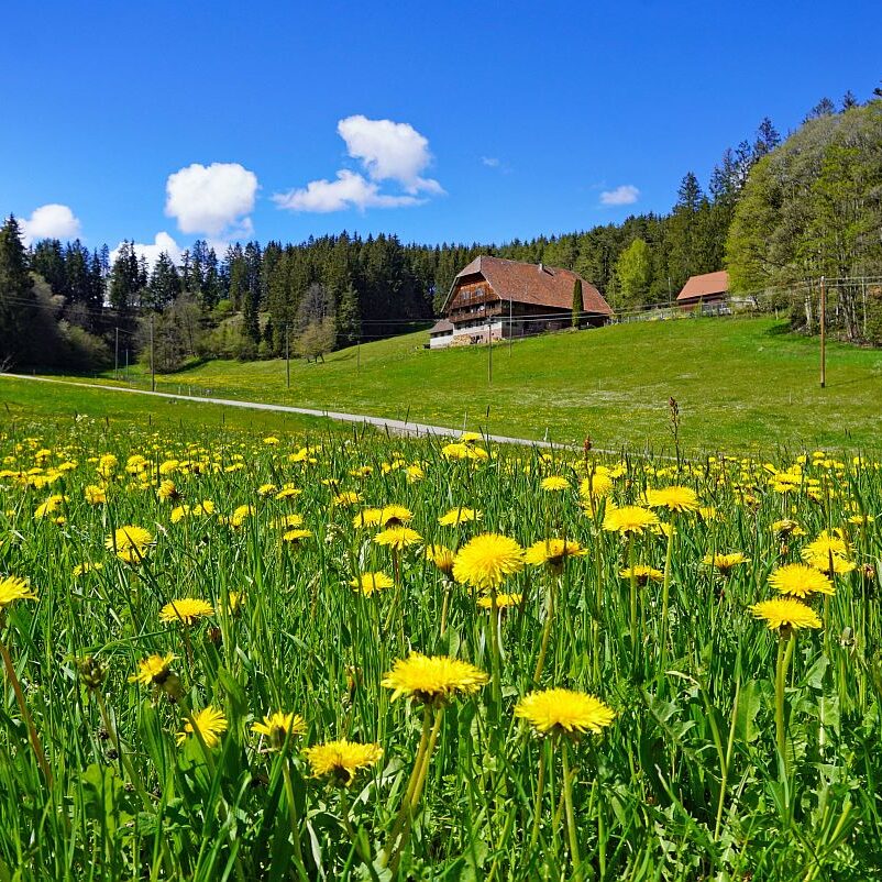 Loewenzahnbluete 2021 in Tennenbronn 7
