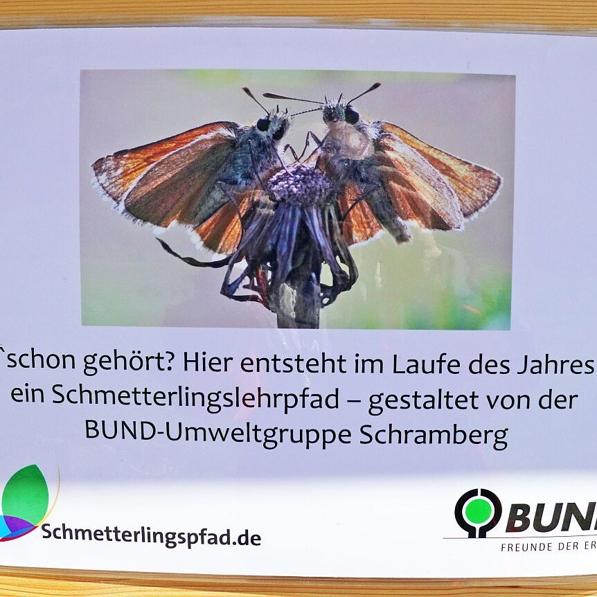 Schmetterlingspfad entsteht 3