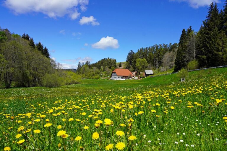 Tennenbronn Grenzwanderung Langenschiltach 10 1